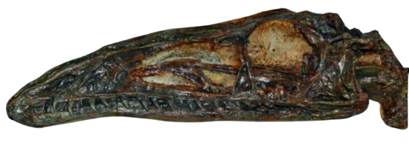 Coelophysis skull cast replica #1