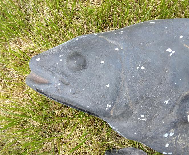 Coelacanth UNFINISHED cast life cast replica Latimeria
