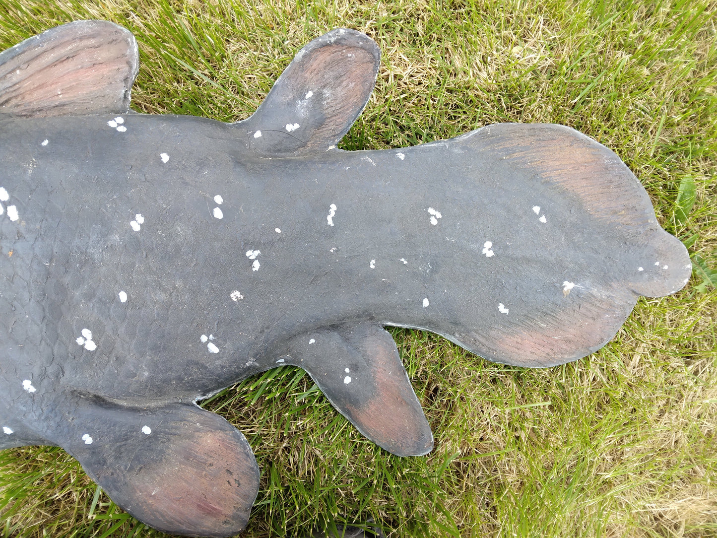 Coelacanth UNFINISHED cast life cast replica Latimeria