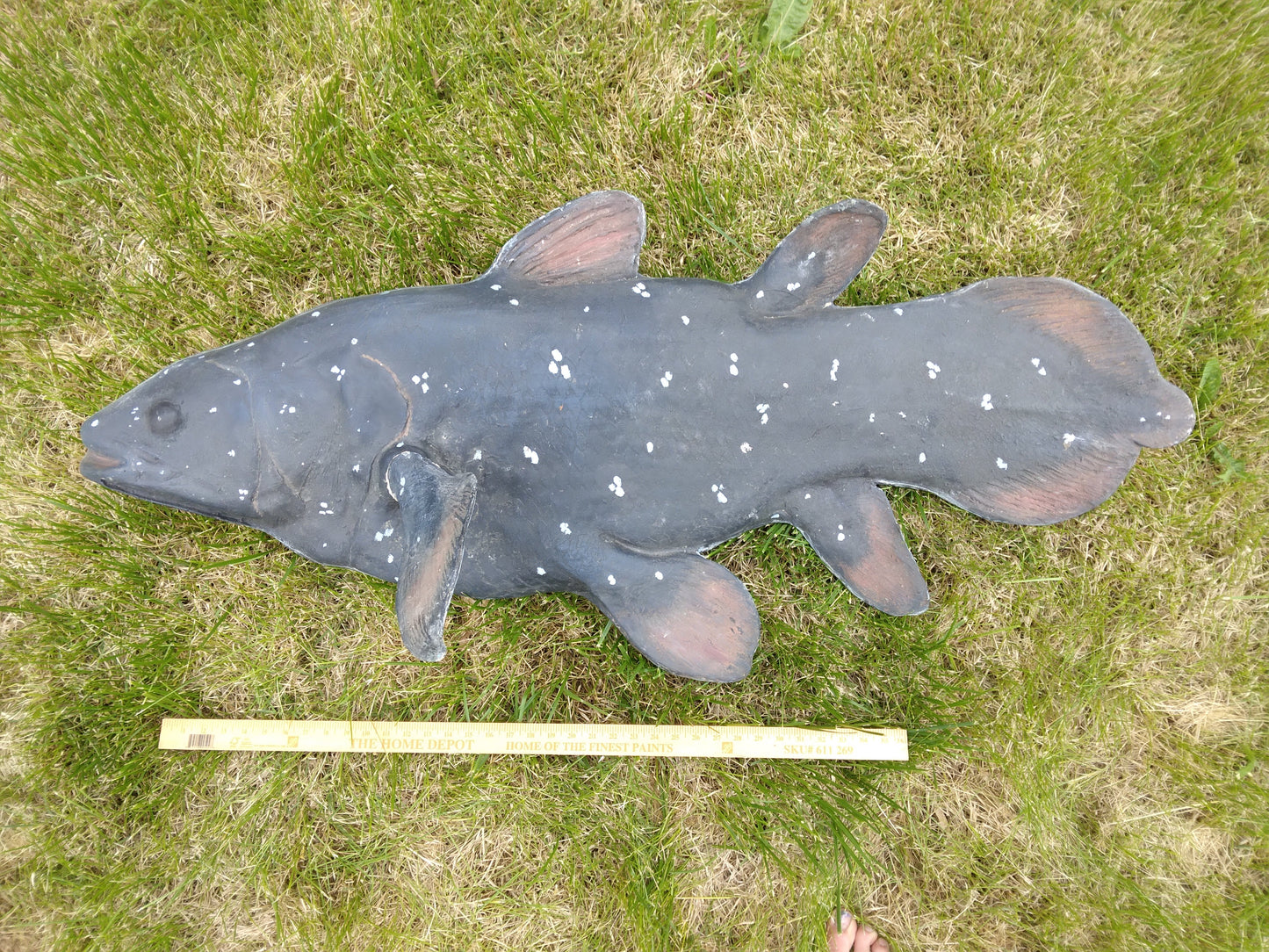 Coelacanth UNFINISHED cast life cast replica Latimeria