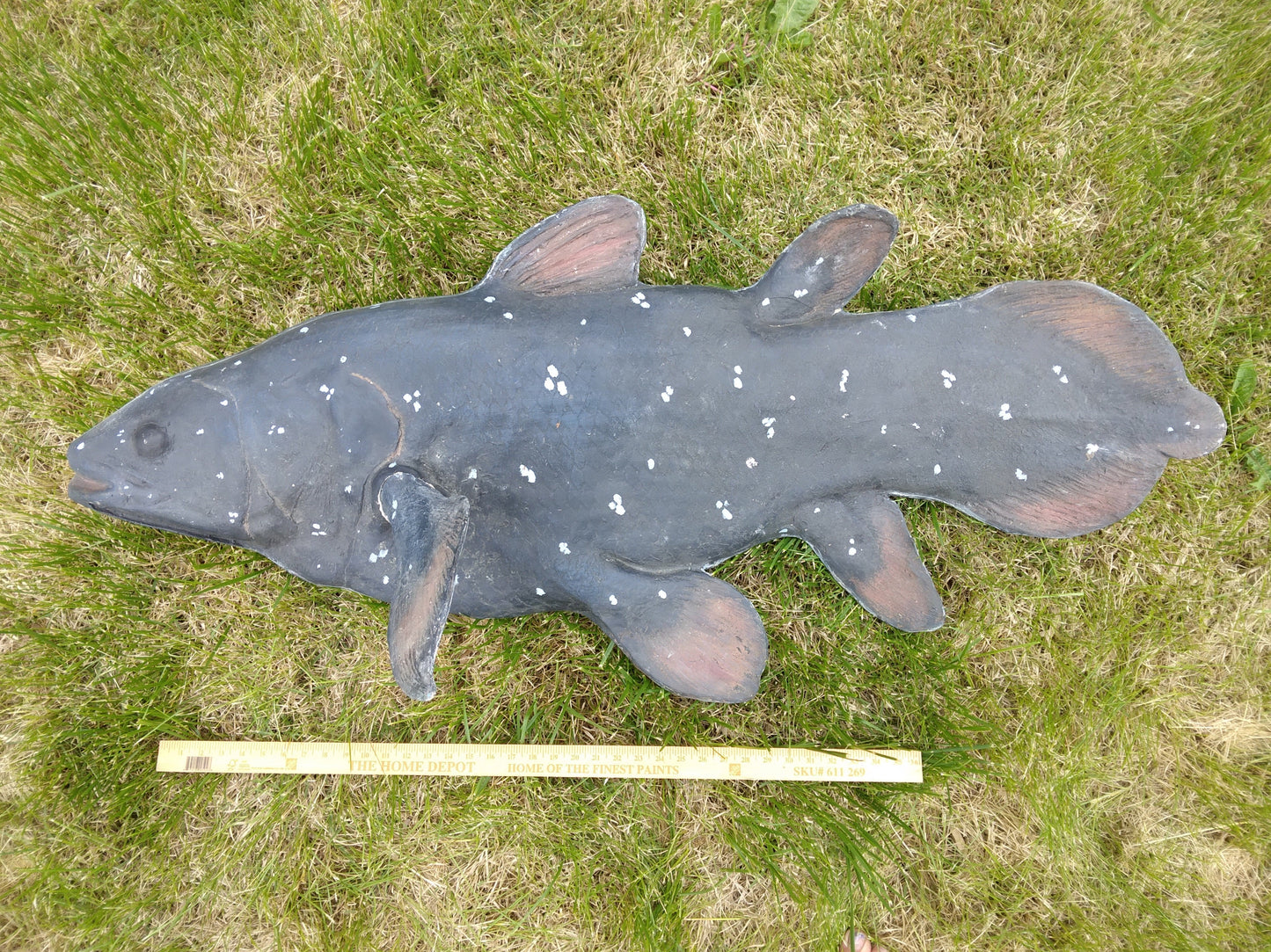 Coelacanth UNFINISHED cast life cast replica Latimeria
