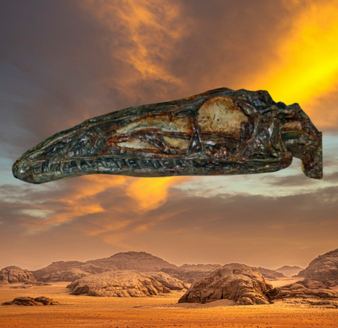 Coelophysis skull cast replica #1