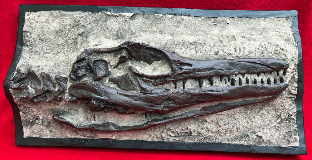 Clidastes Mosasaur skull cast replica marine reptile