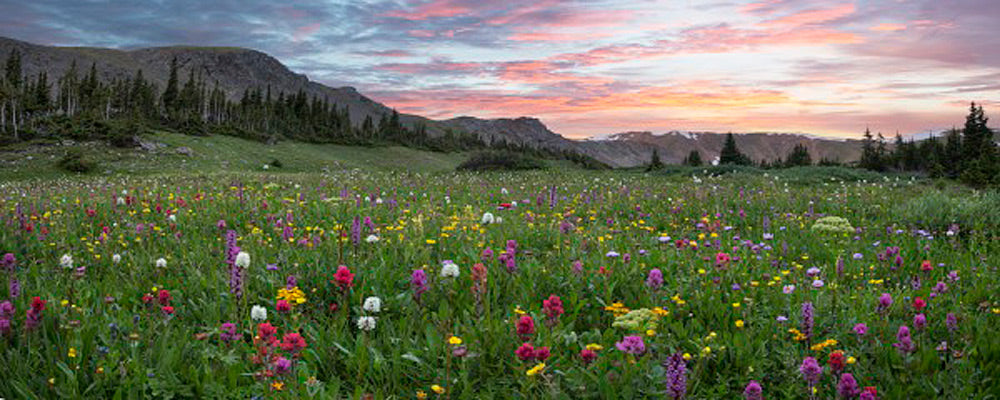 Colorado Wildflower Pano 1 by Rob Greebon