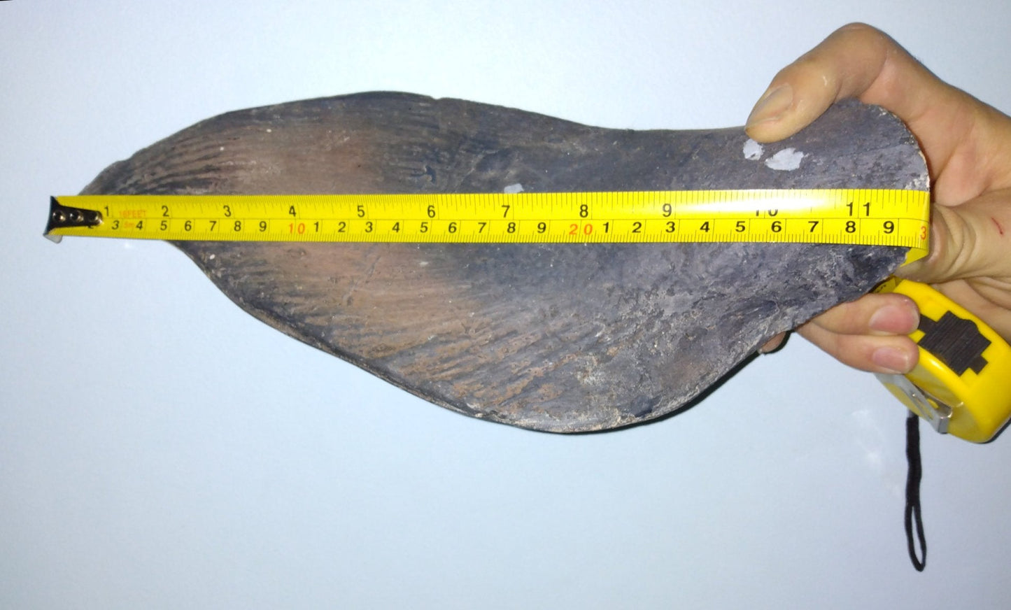 Coelacanth UNFINISHED cast life cast replica Latimeria