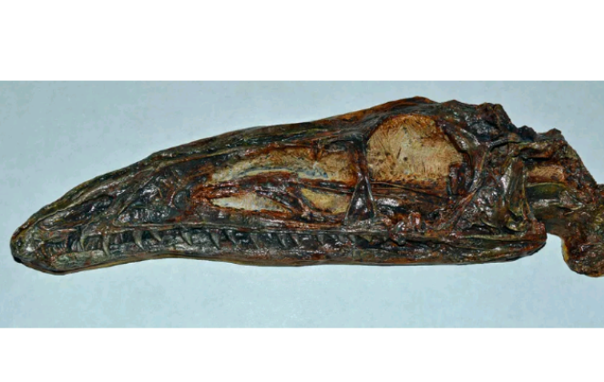 Coelophysis skull cast replica #1