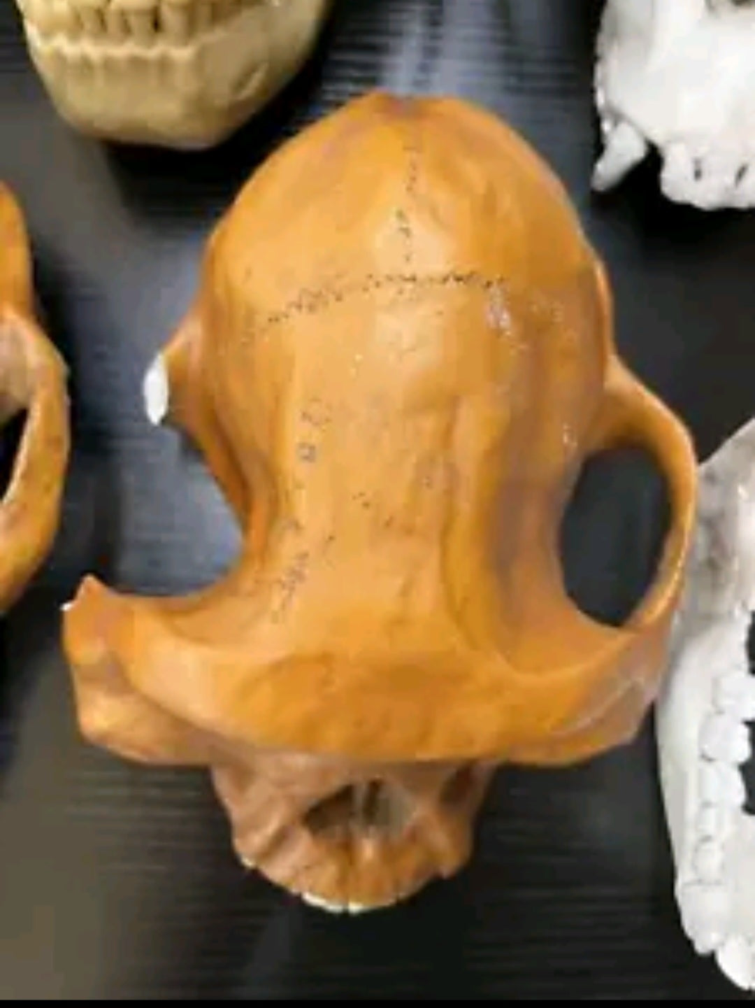 Clearance: Skull Duggery Lucy Australopithecus afarensis skull replica cast