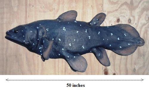 Coelacanth UNFINISHED cast life cast replica Latimeria