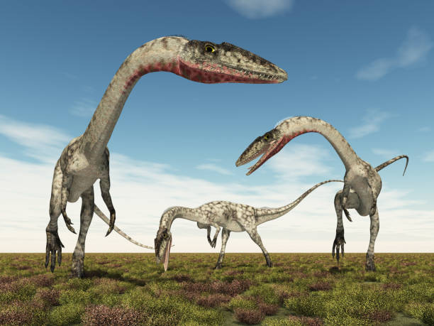 Coelophysis skull cast replica #3