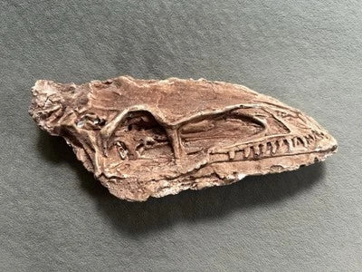 Coelophysis skull cast replica #3