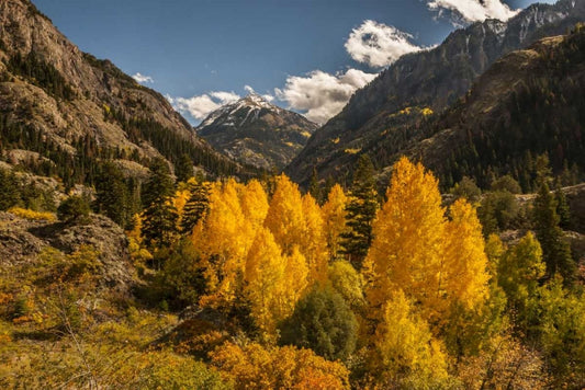 Colorado Autumn in San Juan Mountains Artwork by Cathy & Gordon Illg