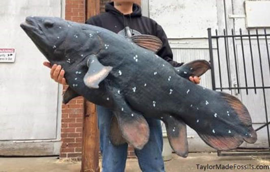Coelacanth UNFINISHED cast life cast replica Latimeria