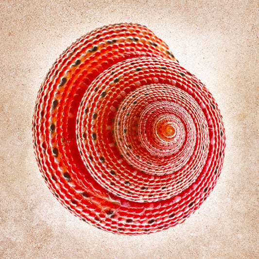 Clanculus Puniceus - Art Prints by Richard Reynolds