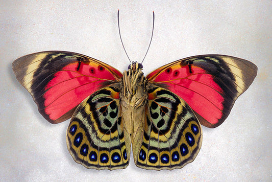 Claudina Agrias Underside Butterfly Art Prints by Richard Reynolds