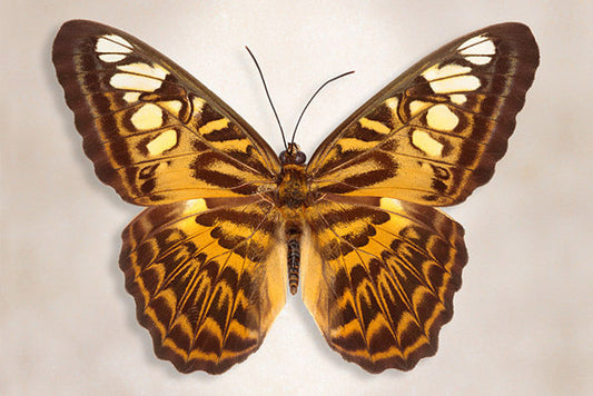 Clipper Butterfly Art Prints by Richard Reynolds