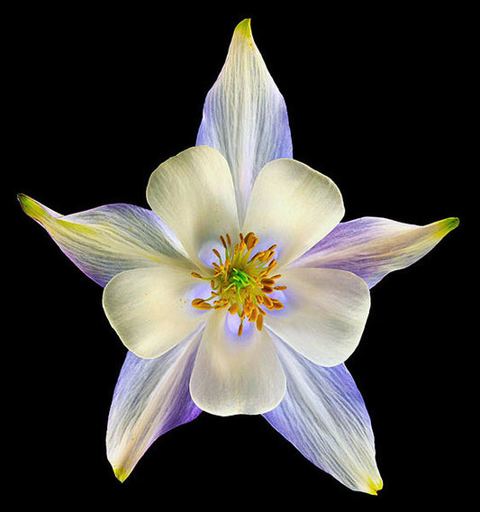 Columbine Origami Blue 2 - Art Prints by Richard Reynolds