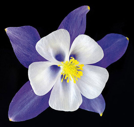 Columbine - Origami Blue - Art Prints by Richard Reynolds