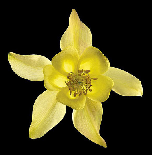 Columbine - Origami Yellow - Art Prints by Richard Reynolds