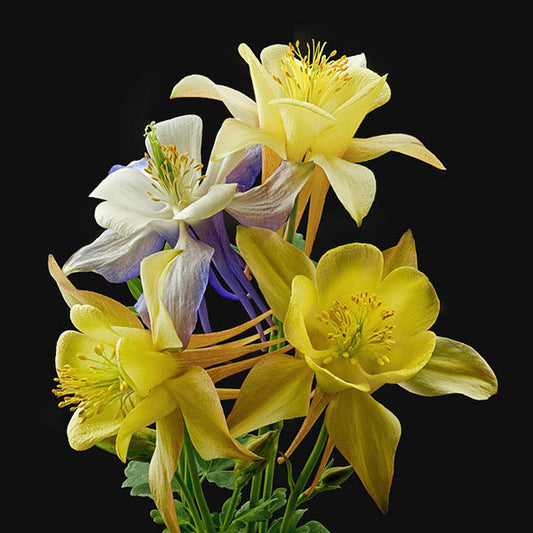 Columbines Origami Mix - Art Prints by Richard Reynolds