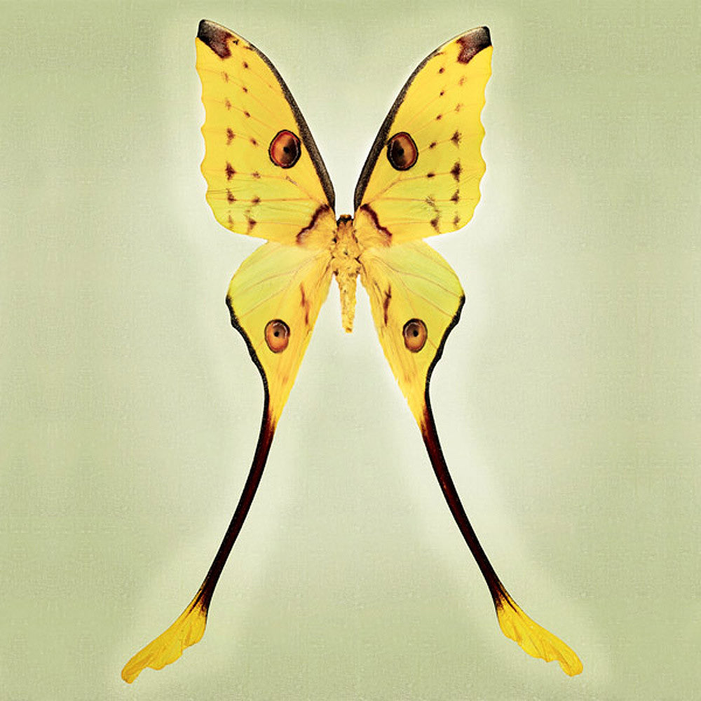 Comet Moth Art Prints by Richard Reynolds