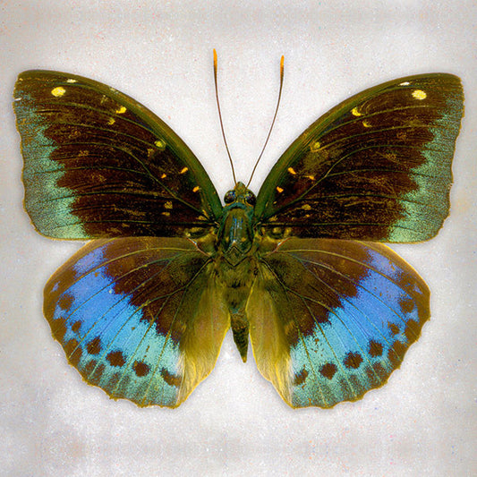 Common Archduke Butterfly Art Prints by Richard Reynolds