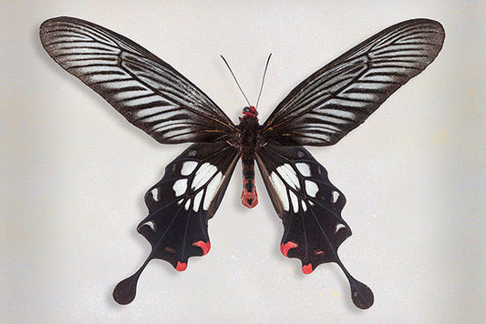 Common Clubtail Butterfly Art Prints by Richard Reynolds