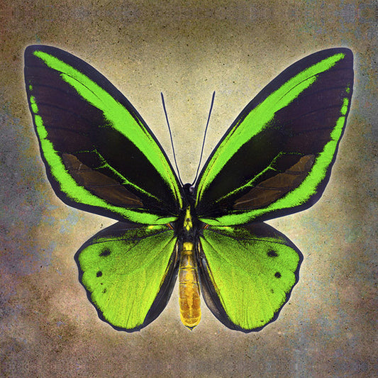 Common Green Birdwing Butterfly Art Prints by Richard Reynolds