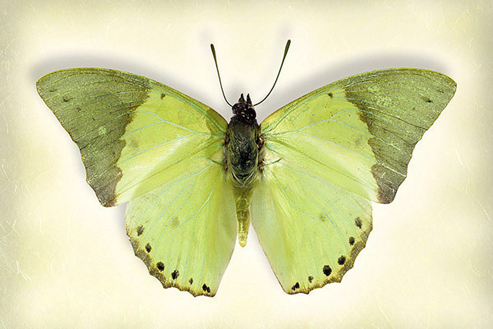 Common Green Charaxes Butterfly Art Prints by Richard Reynolds
