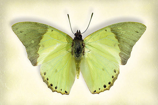 Common Green Charaxes Butterfly Art Prints by Richard Reynolds