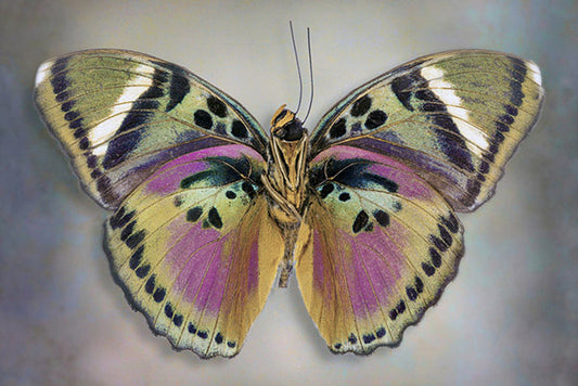 Common Pink Forester underside Butterfly Art Prints by Richard Reynolds