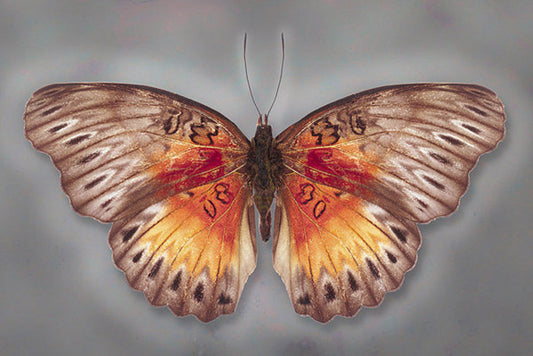 Common Red Glider Butterfly Art Prints by Richard Reynolds