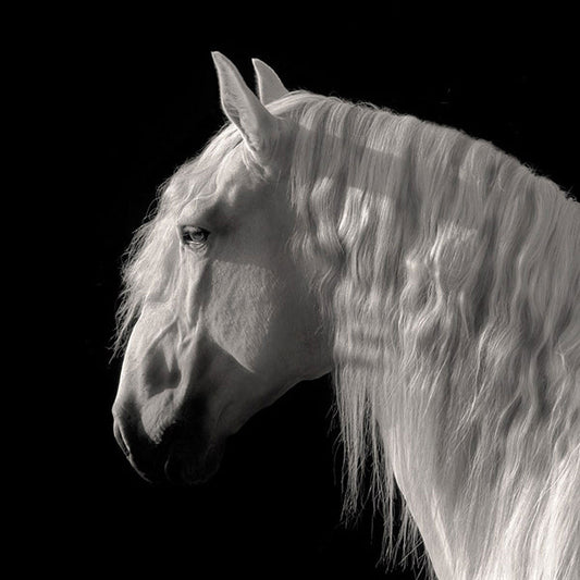 Contemplation by Robert Dawson