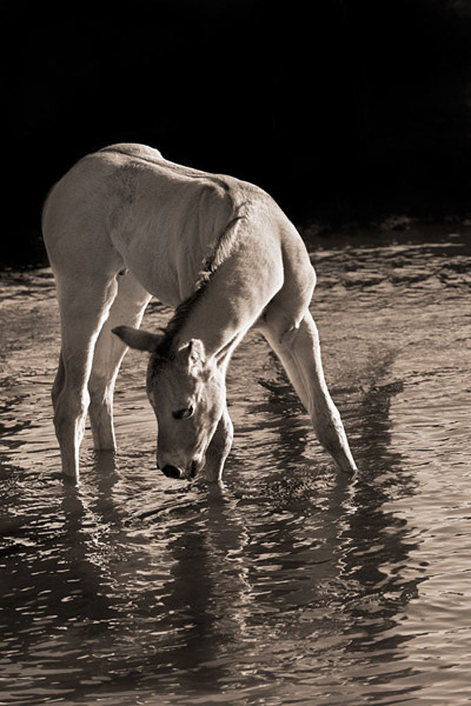Cool Water Horse Art Prints by Robert Dawson Artist