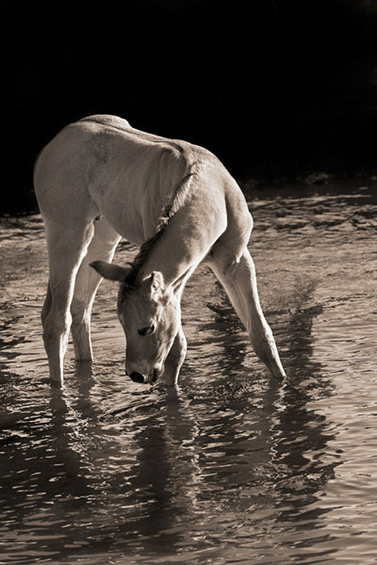 Cool Water Horse Art Prints by Robert Dawson Artist