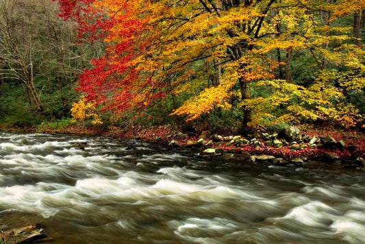Color Flow Art Prints by Jason Clemmons