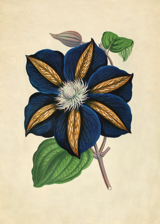 Clematis