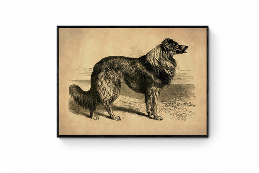 Collie or Sheep Dog