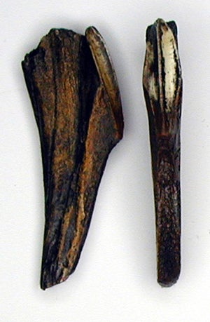 Edmontosaurus Tooth Cast Replica #2 Dinosaur